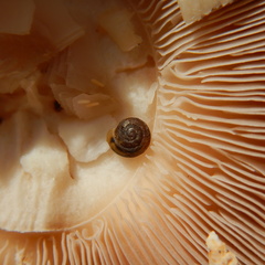 Euconulus