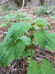 Lamium orvala