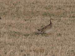 Tympanuchus pallidicinctus