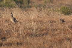 Tympanuchus pallidicinctus