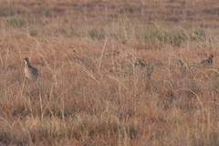 Tympanuchus pallidicinctus