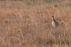 Tympanuchus pallidicinctus