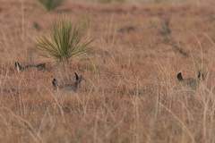 Tympanuchus pallidicinctus