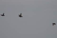 Tympanuchus pallidicinctus