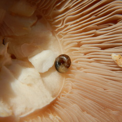 Euconulus