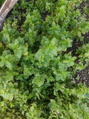 Urtica urens