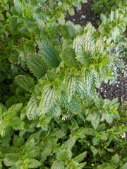 Urtica urens
