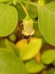 Pseudagapostemon