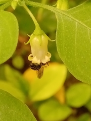 Pseudagapostemon