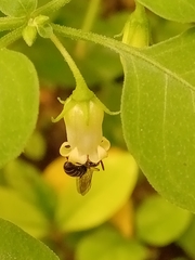 Pseudagapostemon