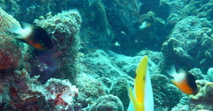 Stegastes partitus