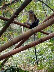 Cercopithecus mona