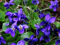Viola odorata