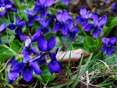 Viola odorata