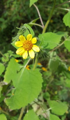 Simsia foetida