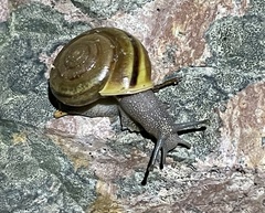 Helminthoglypta benitoensis