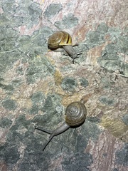 Helminthoglypta benitoensis