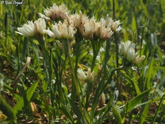 Allium erdelii