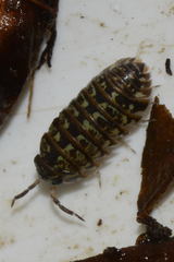 Armadillidium pictum