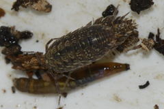 Tiroloscia pyrenaica