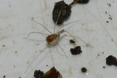 Mitostoma chrysomelas