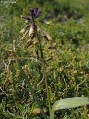 Bellevalia trifoliata