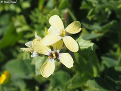 Enarthrocarpus arcuatus