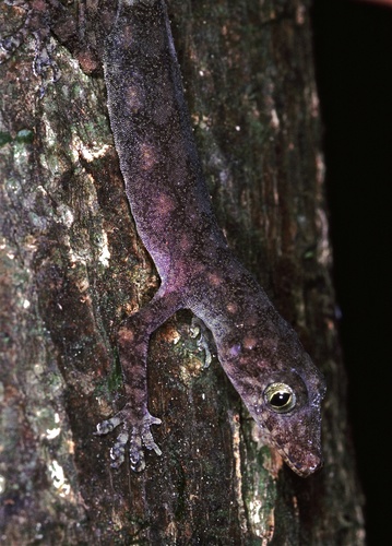 Nigeria Leaf-toed Gecko, Hemidactylus ansorgii
