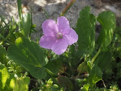Erodium subintegrifolium