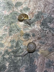 Helminthoglypta benitoensis