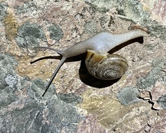 Helminthoglypta benitoensis