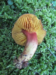 Phylloporus pelletieri