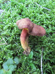 Phylloporus pelletieri