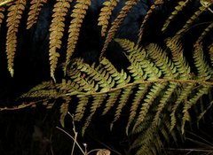 Polystichum setiferum