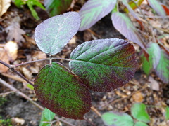 Rubus pedemontanus