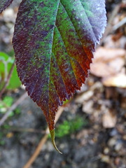 Rubus pedemontanus