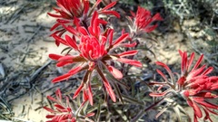 Castilleja scabrida scabrida