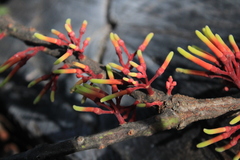 Psittacanthus ramiflorus