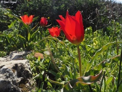 Tulipa agenensis