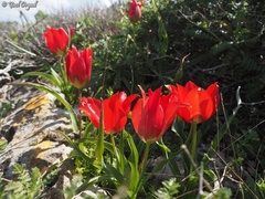 Tulipa agenensis