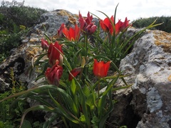 Tulipa agenensis