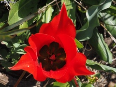 Tulipa agenensis