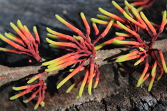Psittacanthus ramiflorus