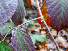 Rubus pedemontanus