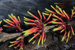 Psittacanthus ramiflorus