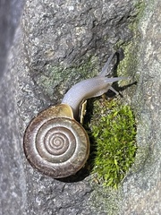 Helminthoglypta benitoensis