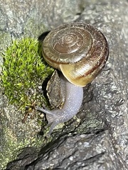 Helminthoglypta benitoensis