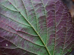 Rubus pedemontanus