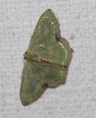 Metallochlora lineata