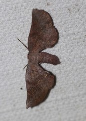 Parepisparis multicolora